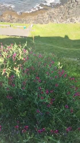 Pink wildflowers filmed along rocky Portuguese coastline