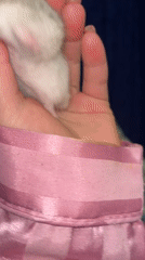 Hamster hang session and chill vibes in Novopokrovskaya