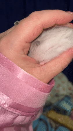 Hamster hang session and chill vibes in Novopokrovskaya