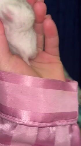 Hamster hang session and chill vibes in Novopokrovskaya