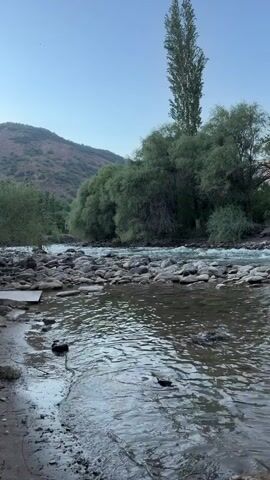 A natural river scene with clear blue sky. In the foreground, shallow water reflects the sky and trees. The riverbank is lined with rocks and sand. In the middle ground, the river flows over rocks, creating ripples and white water. Lush green trees and foliage line the banks of the river. In the background, a large mountain covered in sparse vegetation rises under the clear sky. A very tall, slender tree stands prominently amongst the other trees on the riverbank. There are no people or animals visible in the video.