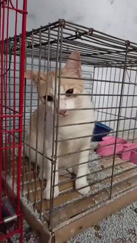 A white and orange cat is sitting in a metal cage. The cage has a slatted wooden floor and is partially covered with some sort of granular material. To the left of the cage is a red metal structure, possibly another cage or part of a larger enclosure. In the background of the cage, there are some pink items. The cat is looking towards the left and appears to be grooming itself. Another cat, a darker brown color, is visible in the red structure to the left.