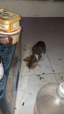 A kitten is on a tiled floor, eating from the floor. The kitten is small and has tabby markings. There are some scattered food scraps on the floor around the kitten. To the left of the kitten is a plastic crate with some branding on it. To the left of the crate, there is a stack of plastic containers. In the foreground, out of focus, is a large clear plastic bottle.