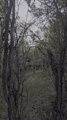 Horses roaming a sparse Kazakhstan woodland