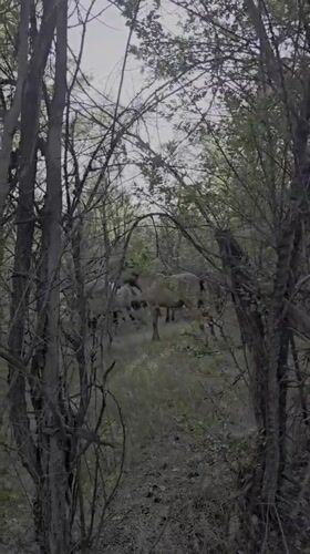 Horses roaming a sparse Kazakhstan woodland