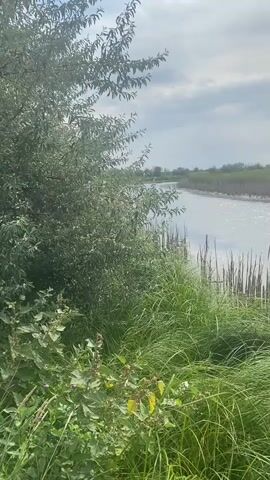 A slow pan across a natural waterway. On the left side of the frame, lush green foliage and tall grasses dominate the foreground. Beyond this, a mature tree with abundant leaves is visible, its branches reaching into the frame. The waterway itself occupies the center and right portions of the scene, its surface disturbed by gentle ripples. Along the near bank of the water, clusters of tall, thin reeds, some appearing dry and brown, stand vertically. The far bank of the waterway is lined with dense vegetation, appearing as a continuous green hedge. Above the horizon, a cloudy sky with patches of lighter grey and white completes the scene. The lighting suggests an overcast day. No people or animals are visible in the video.