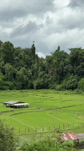 The video shows a lush green landscape with terraced rice paddies. In the foreground, there are several small structures, some with white roofs and others with rusted metal roofs. In the middle ground, a larger structure with a white roof and wooden supports is visible within the rice paddies. The background is dominated by a dense forest with various shades of green foliage. The sky is cloudy and overcast. The video pans slightly, offering different perspectives of the scenery. No people or animals are visible in the video.