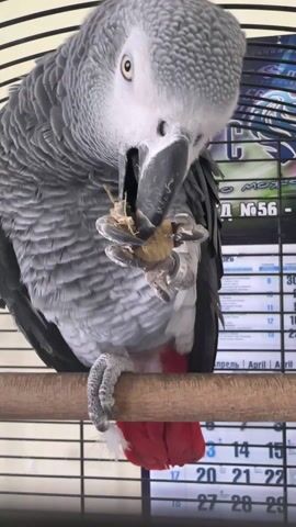 Here is a description of the video. 
A grey parrot is perched on a wooden pole inside its cage. The parrot holds a textured, beige-colored object in its left foot and manipulates it with its beak. It tears apart the object. The parrot has a grey body, white face, and red tail feathers. A calendar hangs on the back wall of the cage with dates and text in Russian.