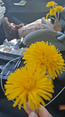 Toddler collects wildflowers during family outing in Russian woods