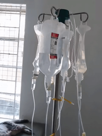 Cat receives IV treatment at veterinary facility in Nairobi