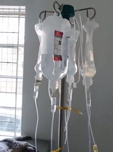 Cat receives IV treatment at veterinary facility in Nairobi