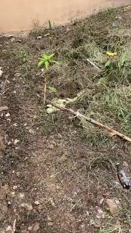 The video shows an outdoor scene, likely a backyard or a neglected patch of land next to a building. The ground is covered in dry, overgrown grass and scattered debris, including plastic bottles and what appear to be pieces of trash. In the foreground, a small, green plant is growing amidst the dry vegetation, supported by a wooden stick. Another wooden stick lies horizontally across the scene, tied with white string. Further back, a black plastic bottle with a red label is visible.

The background features a light peach-colored wall, suggesting a building. To the right, there's a closed door with a decorative metal insert. Two concrete blocks or low platforms sit in front of the wall, one of which has a blue pipe protruding from it. Another small green plant is visible to the right of the door. The overall impression is one of disarray and lack of upkeep.

The lighting suggests it is daytime, possibly overcast, as there are no strong shadows. The scene appears to be in a rural or semi-urban environment, given the presence of the building and the unkempt natural surroundings. There is no indication of any specific activity or event taking place; it appears to be a static shot of the location. No discernible text is visible in the video.