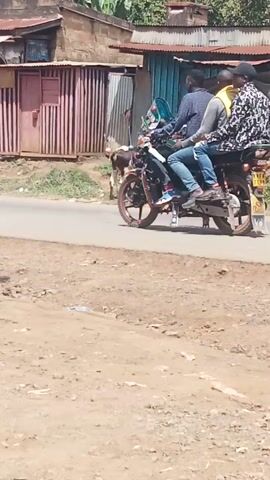 The video captures a street scene, possibly in a rural or semi-urban setting. A motorcycle carrying two individuals is the central focus, traveling along a paved road. The person in the front appears to be driving, while the passenger behind them is interacting with something, possibly a bag or luggage, held between them. The motorcycle has a license plate, which is partially visible. To the left of the road, there's a small structure resembling a shop or dwelling, with corrugated metal roofing and some items displayed outside. Several cows are present in the scene. One cow stands near the structure, and another is further down the road, partially obscured by the motorcycle. The ground beside the road is unpaved and appears to be dry dirt with some sparse vegetation. The overall atmosphere suggests a daily activity in a community where animals share the road with motorized transport.