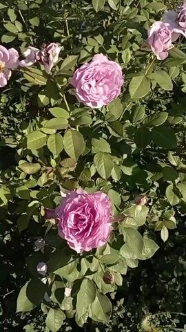 The video shows a close-up view of a rose bush with several pink roses and buds. The camera slowly zooms in on one of the fully bloomed roses. The leaves of the bush are a vibrant green, and some sunlight is visible, casting shadows on the petals. The background is blurred, suggesting the focus is entirely on the flowers.