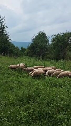 A flock of sheep are grazing in a grassy field. The sheep are white and fluffy. They are all facing down, eating the grass. The field is green and lush, with trees in the background. The sky is overcast and gray. The video is shot from a low angle, making the sheep appear large and imposing.