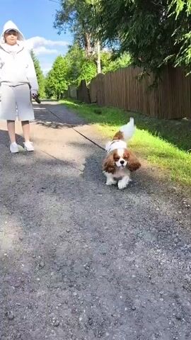 A person in a white hoodie and shorts walks a brown and white dog on a leash down a gravel path. The dog is a Cavalier King Charles Spaniel. The path is lined with green grass and a wooden fence. The sky is blue and there are trees in the background. The video is shaky, suggesting it was recorded by someone walking.