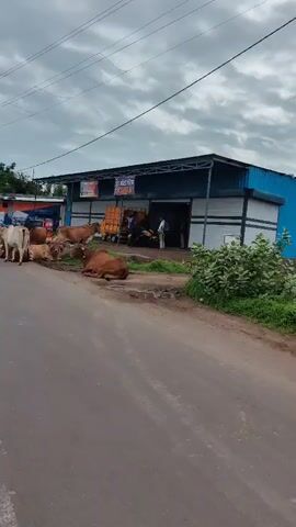 The video shows a roadside scene in front of a business establishment. Several cows are present on the roadside and near the entrance of the building. The building appears to be a garage or workshop, with the name "SS AUTO GARAGE" visible on a sign. Inside the garage, a few people are visible, along with what appears to be a yellow truck and a motorcycle. The sky is overcast, suggesting cloudy weather. The overall scene depicts a typical day at a roadside business with animals in close proximity.