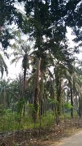 The video shows a young person walking down a dirt path. The person is wearing a pink shirt and is walking away from the camera. The path is lined with a fence made of thin sticks. Behind the fence is a grove of palm trees, some of which are very tall. The trees are in a tropical environment, with dense foliage and a bright sky. The overall impression is of a rural, natural setting.