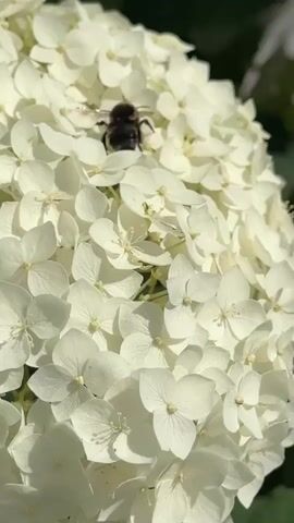 A close-up vertical shot shows a bumblebee crawling on a white hydrangea flower. The bumblebee has a fuzzy black and yellow body. The hydrangea has many small white petals clustered together. The background is out of focus and shows dark green leaves.