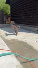 Brown poodle plays with butterfly swarm in Russian backyard