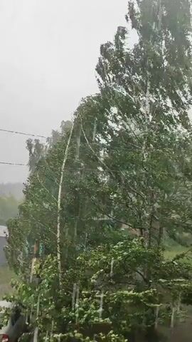 The video captures a tree in the foreground being buffeted by heavy rain and wind. The rain appears as streaks against a gray sky. The tree's leaves are green and appear to be vigorously shaking. In the background, more trees and foliage are visible, also being affected by the weather. The overall impression is of a strong storm.