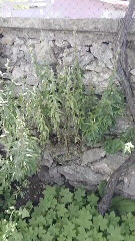 The video shows a stone wall with plants growing in front of it. Beyond the wall, there is a fence and some buildings, with hills in the background. The video pans from left to right, showing the scene from different angles. There are no people or animals visible in the video. The lighting suggests it is daytime.