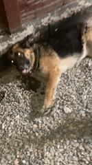 Dogs and a cat in and around a Taraz home at night