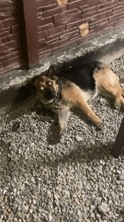 Dogs and a cat in and around a Taraz home at night