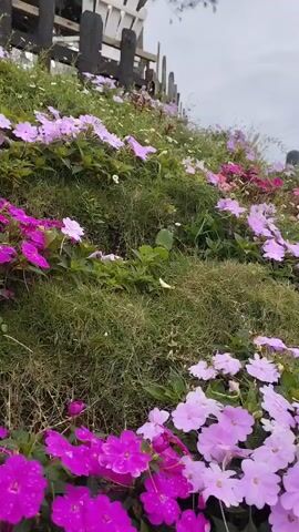 The video displays a vibrant hillside adorned with numerous flowers, predominantly in shades of pink and purple, interspersed with green grass and some smaller white blooms. On the left side, there's a rustic wooden fence partially visible. As the camera pans slightly upwards and to the right, two decorative figures come into view on a higher part of the hill. One is a white rabbit-like statue dressed in light blue, and next to it is a darker, green-clad figure, possibly a scarecrow or another animal statue. In the background, there are green trees, utility poles with power lines, and distant hills under an overcast sky. The scene depicts a well-maintained outdoor garden or park area. No specific activity is occurring, and there is no visible text. The setting is in Lạc Dương, Vietnam.