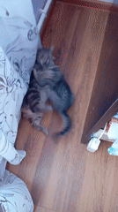 Two cats play under curtain in Baksan home