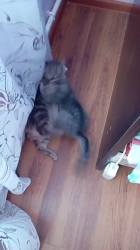 Two cats play under curtain in Baksan home