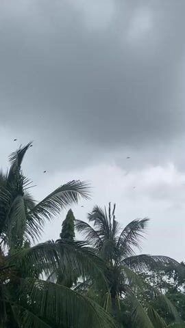 The video shows a cloudy sky above palm trees.  Several birds fly through the sky.  The leaves of the trees sway in the wind. There is a wire visible in the distance.  The overall mood is overcast and windy.