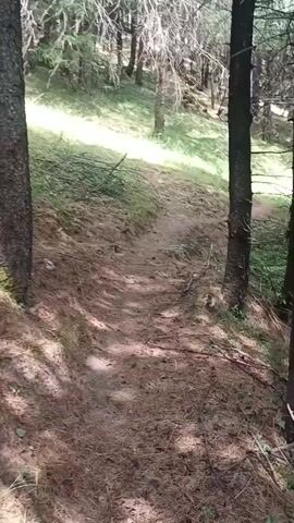 A narrow, dirt path winds through a forest. The path is covered with pine needles and dry leaves. The trees are tall and thin, with a lot of dead branches. Sunlight filters through the trees, casting shadows on the path. The ground on the side of the path is covered in grass and fallen branches.