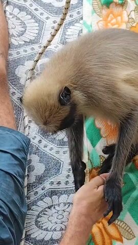 A light-colored monkey with a dark face and black limbs delicately picks at a man’s hand with its fingers. The man is wearing blue shorts. They are sitting on a surface with patterned fabric, with orange flowers on a green and white diamond pattern in the foreground and a blue and white patterned background. A rope lies behind the monkey.