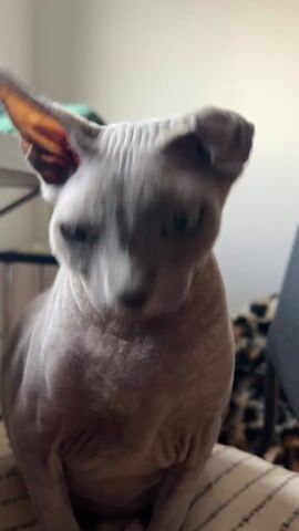 The video depicts a hairless cat, likely a Sphynx breed. Initially, the camera focuses on the cat's face and wrinkles, then follows it as it jumps onto a shelf covered with a green blanket. The cat peeks out from under the blanket with its pale blue eyes.