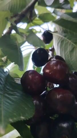 The video captures a close-up view of ripe cherries hanging from a tree branch, surrounded by green leaves. The camera pans slightly, showing clusters of dark red and black cherries. Some of the cherries are in sharp focus, while others are blurred, suggesting movement or shallow depth of field. The lighting appears natural, indicating it is daytime. The background is a soft blur of green and sky.