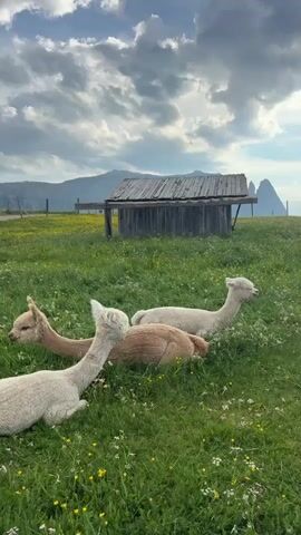 The video shows three alpacas resting in a grassy meadow under a cloudy sky. The alpacas are of various colors: one is light brown, one is white, and the third is a creamy white. They are lying down, with their heads resting on the ground or their necks curved. The meadow is green and dotted with small yellow wildflowers. In the background, there is a rustic wooden shed with a corrugated metal roof. Beyond the shed, rolling hills can be seen, with jagged mountain peaks in the distance, characteristic of the Dolomites region. The lighting suggests it is daytime, likely afternoon, with diffused sunlight filtering through the clouds. The overall mood is serene and peaceful, highlighting the calm nature of the alpacas in their natural habitat. The location is identified as Kastelruth - Castelrotto, Italy. There is no visible text in the video.