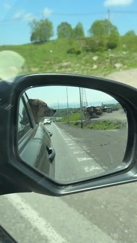 The video shows a side-view mirror of a car. A dog is looking out of the car window, its head and shoulders visible. The dog appears to be looking forward. The reflection in the mirror shows a road with a white line down the middle, and a green, grassy hill in the background. There are some structures and other vehicles visible in the distance. The sky is blue with some clouds. The car appears to be moving.
