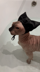Sphynx cat endures bath time wearing shower cap in Vladimir