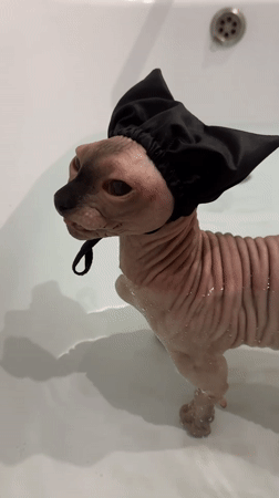 Sphynx cat endures bath time wearing shower cap in Vladimir