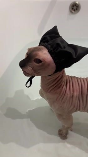 Sphynx cat endures bath time wearing shower cap in Vladimir