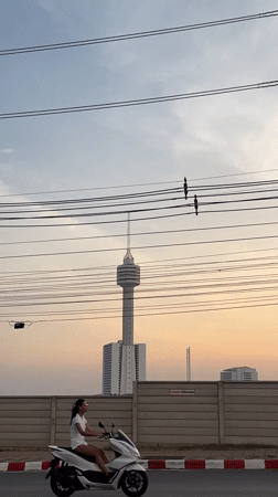 Morning scenes captured in Pattaya: tower view, meerkat enclosure