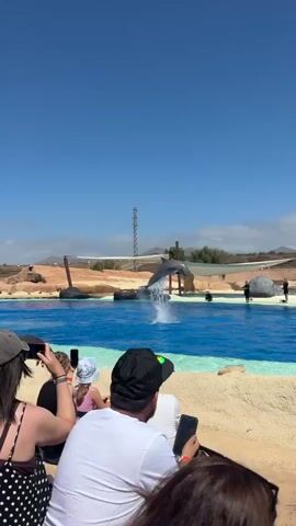 The video shows a dolphin show taking place outdoors on a bright, sunny day. A dolphin leaps out of the blue water of a pool. Several people are watching the show from behind a low sand wall, and some are holding up phones to record the scene. In the background, there are some trees, rocks, and what looks like a desert landscape. There is also a metal tower visible in the distance.