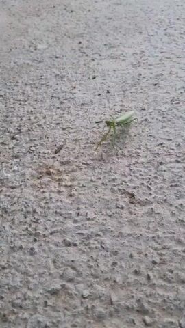 A praying mantis walks on a textured, light-colored surface, possibly concrete or asphalt. The praying mantis is green and has its characteristic raptorial forelegs extended. The video is filmed from a low angle, close to the ground.