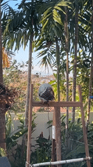 Two owls hanging out in a Bali garden patio