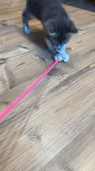 Sofia residents document kitten play, city tram, personal moments