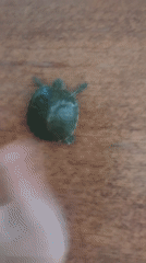 Close-up look at a baby turtle in Bishkek