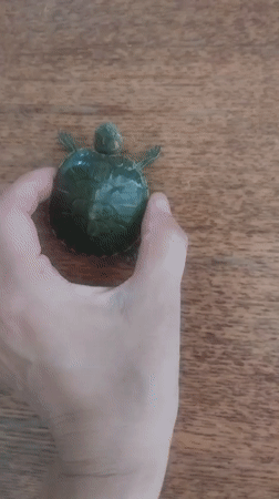 Close-up look at a baby turtle in Bishkek