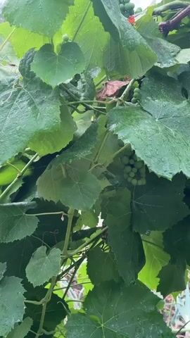 The video shows a close-up view of green grape leaves that are wet, indicating it may have recently rained or been watered. Several small, unripe green grapes are visible hanging in clusters amongst the leaves. The focus is on the foliage and the developing fruit. The background is blurred, suggesting an outdoor setting like a garden or vineyard.
