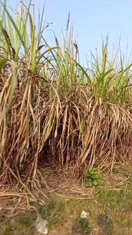 The video shows a dense field of sugarcane stalks with a clear blue sky in the background. The sugarcane is tall and mature, with dry brown stalks and green leaves at the top. The camera is moving, giving the impression of walking through the field. At one point, a tall coconut tree with a cluster of coconuts is visible against the sky. The ground is covered with grass and fallen sugarcane leaves. The overall environment appears to be rural and agricultural.
